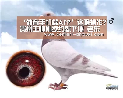 体育手机端APP